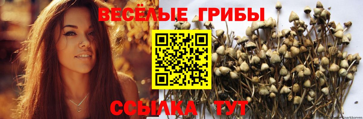 Ишимбай  Галлюциногенные грибы Psilocybe  Вход с VPN 